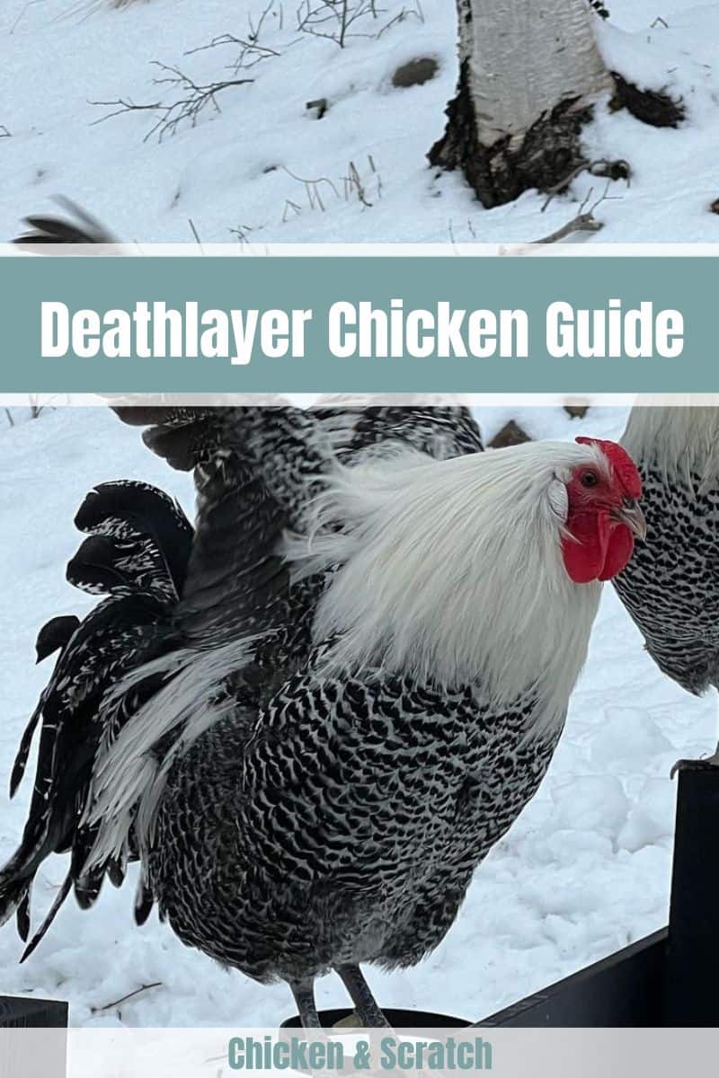 O guia completo para o frango Deathlayer