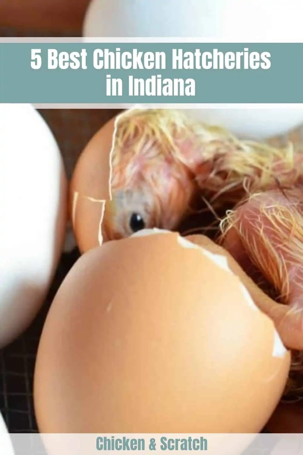 5 melhores incubadoras de frango em Indiana 2023 (Comentários, Mapas)
