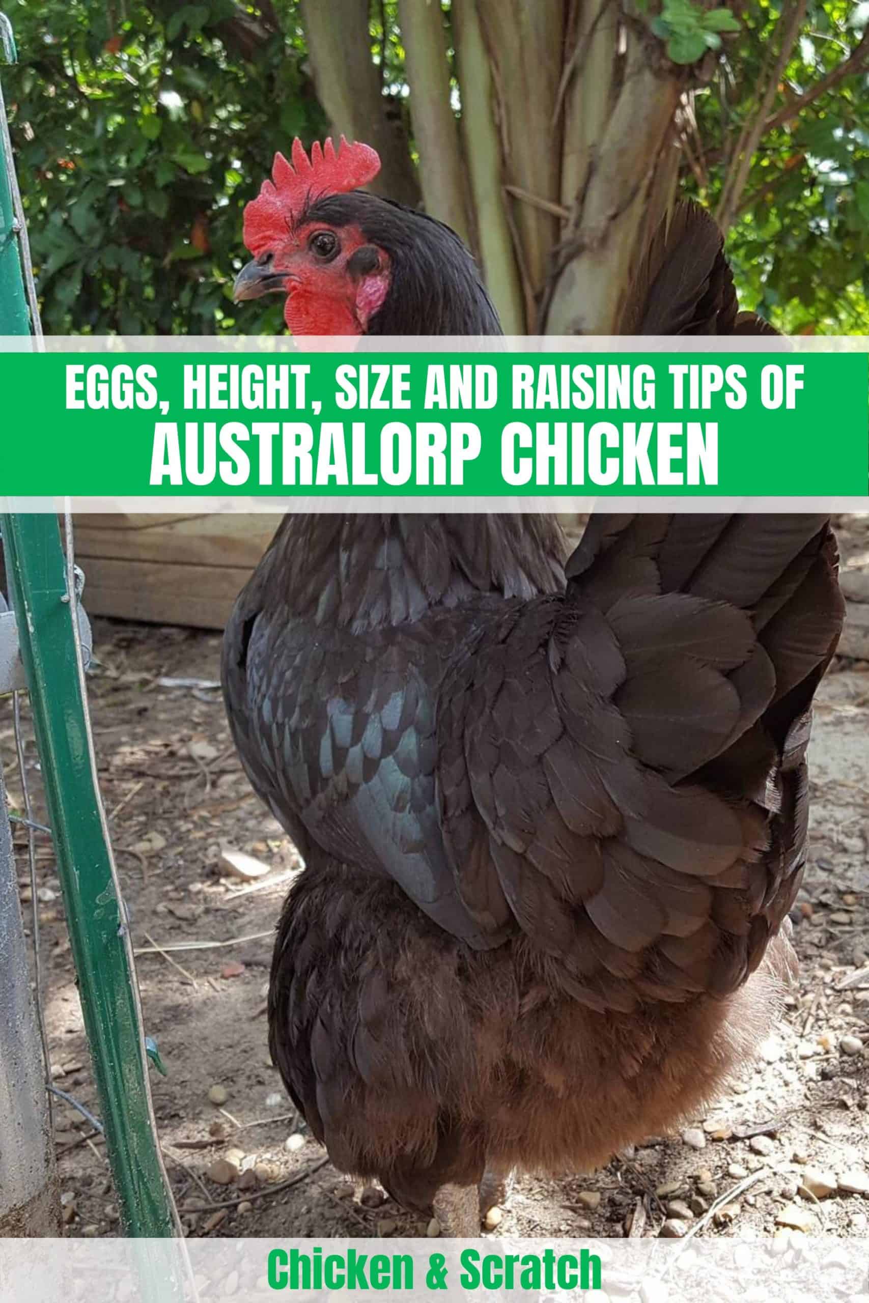 Descubra a galinha Australorp: Ovos, altura, tamanho e dicas de criação