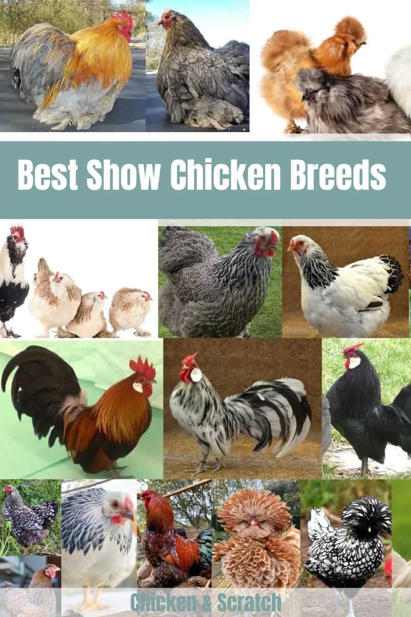 7 raças de galinhas para exposições (com fotos)