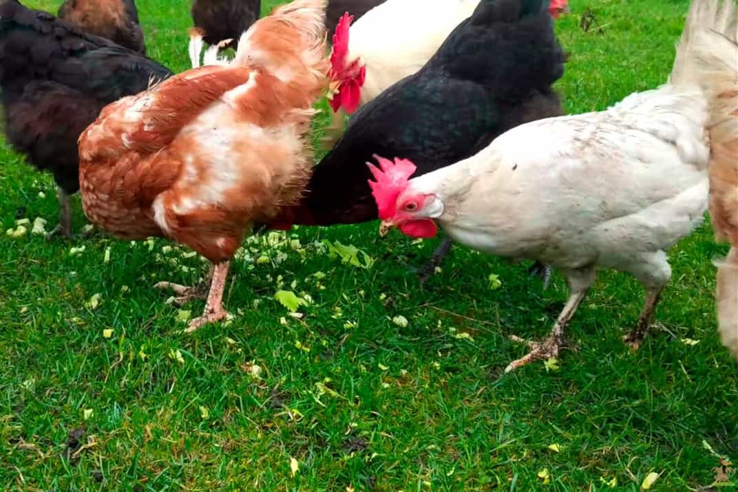 As galinhas podem comer aipo? (Dicas de nutrição e alimentação)