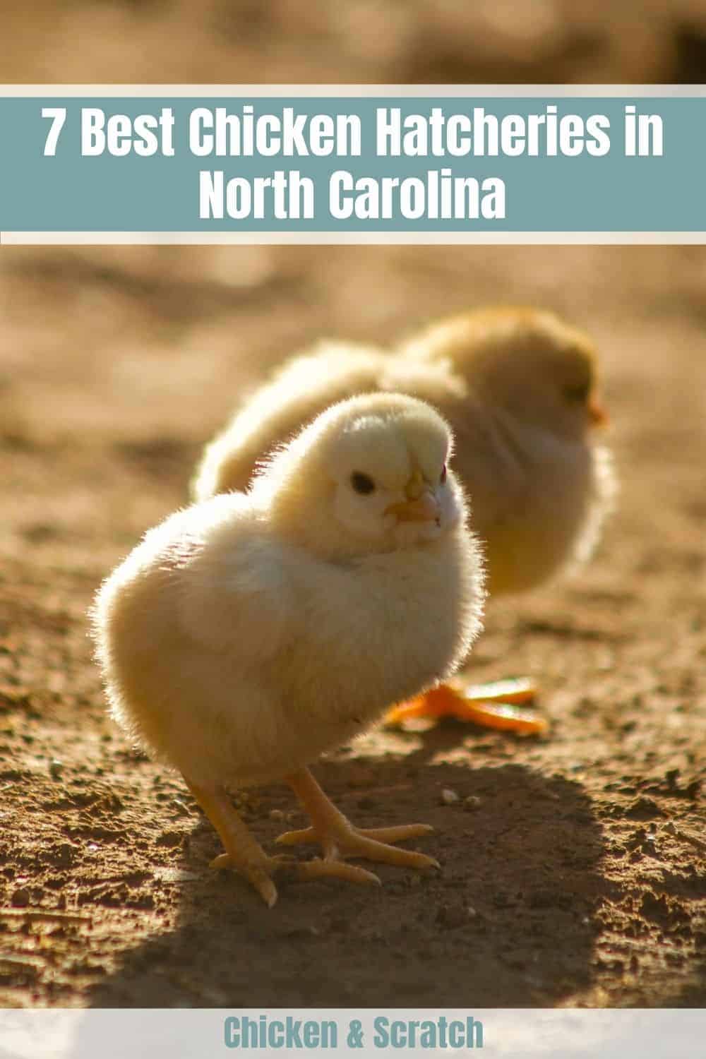 7 melhores incubadoras de frangos na Carolina do Norte