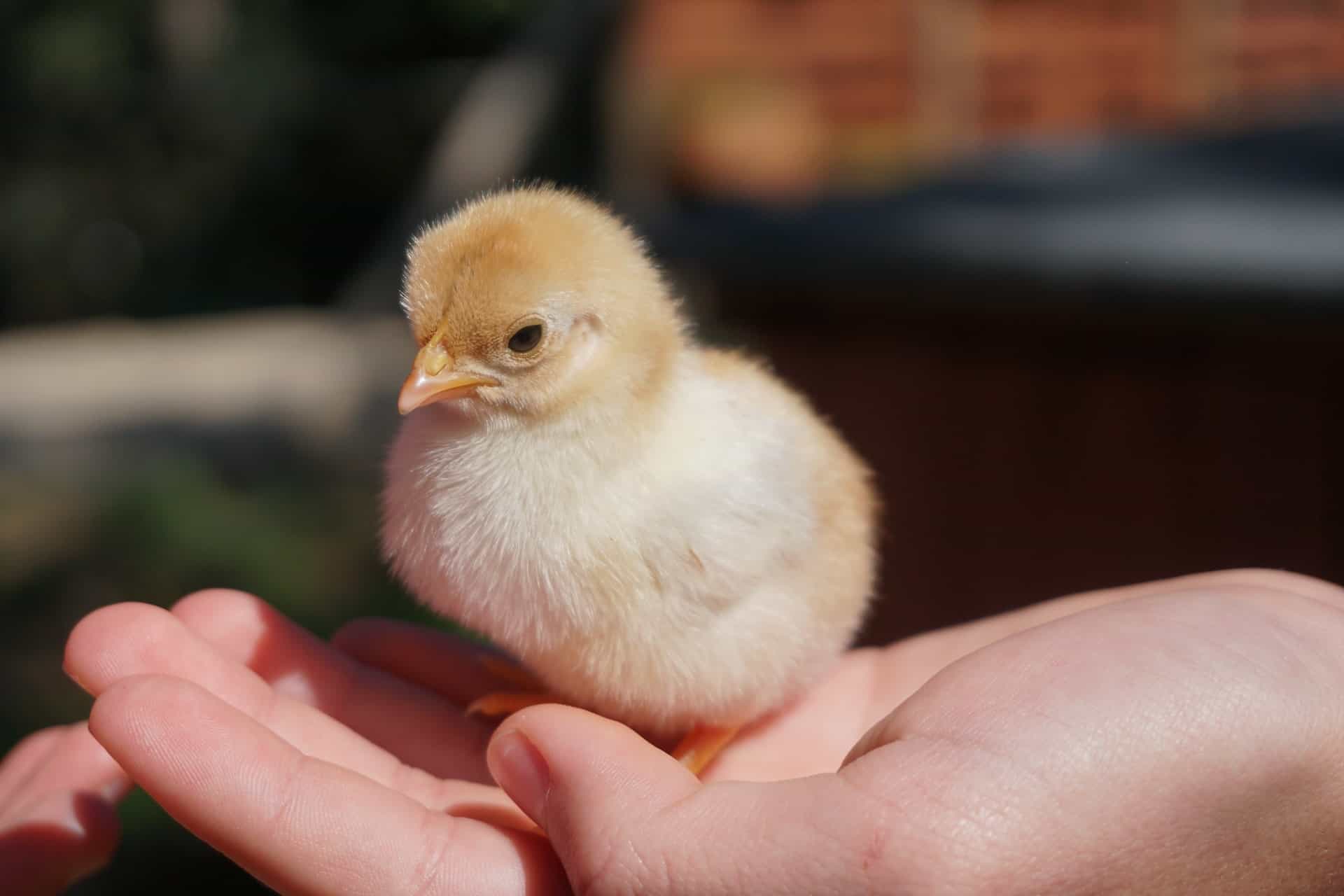7 melhores incubadoras de frangos na Pensilvânia 2023 Atualizado