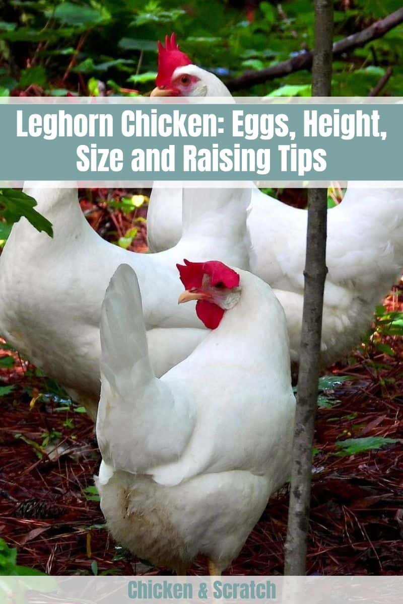 Galinha Leghorn: Ovos, altura, tamanho e dicas de criação
