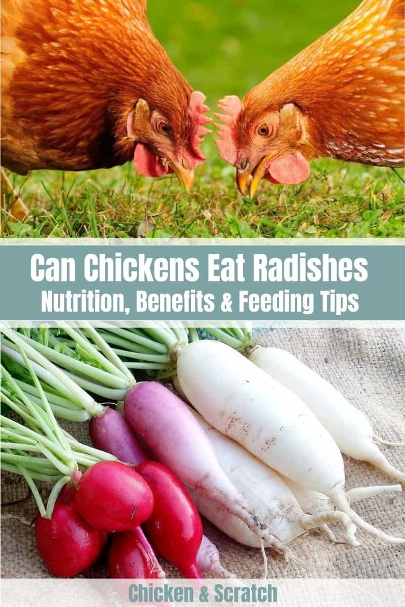 As galinhas podem comer rabanetes? (Nutrição, benefícios e dicas de alimentação)