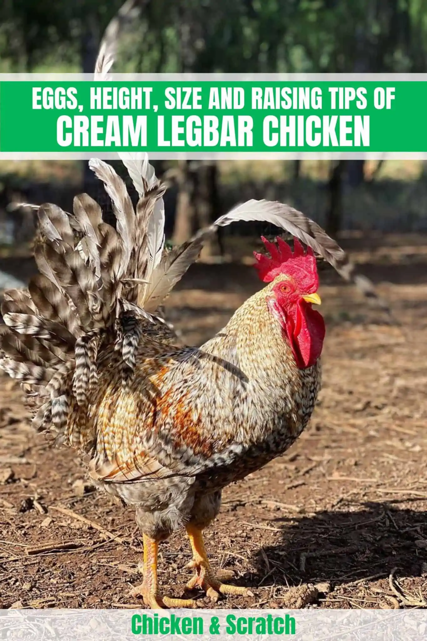 Cream Legbar: Ovos, altura, tamanho e conselhos para a criação