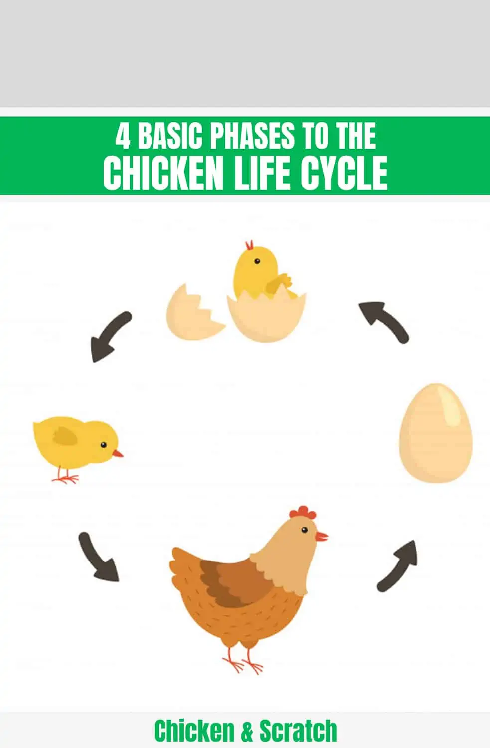4 fases básicas do ciclo de vida da galinha