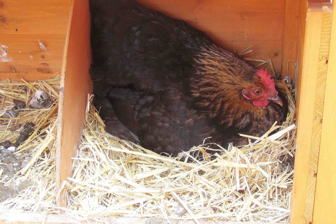 Quantas galinhas por caixa de nidificação?