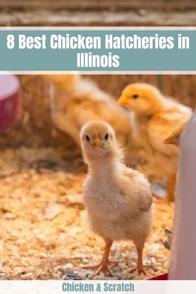 8 melhores incubadoras de frangos em Illinois 2023 (comentários e mapas)