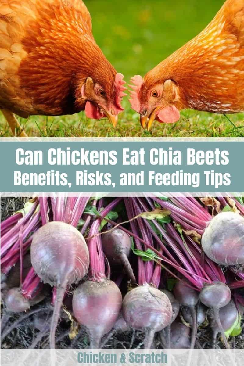 As galinhas podem comer beterraba? (Vantagens e desvantagens)