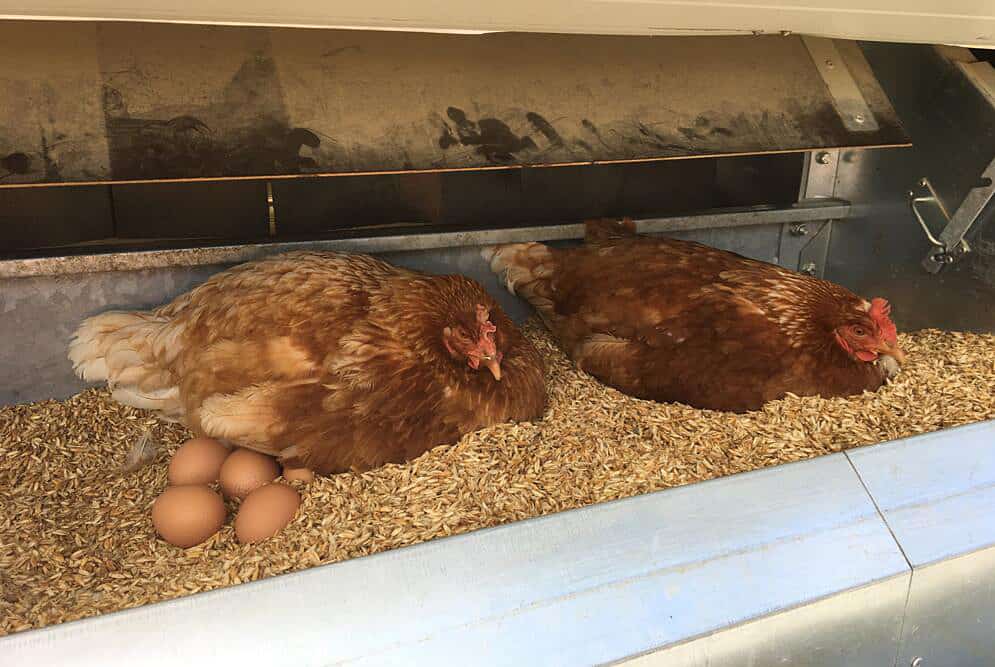 A que horas do dia é que as galinhas põem os ovos (dia ou noite)?