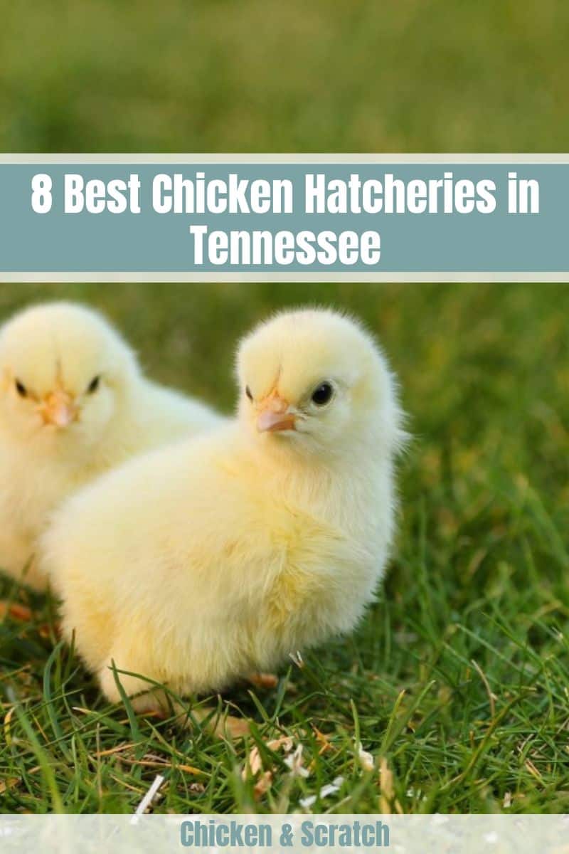 8 melhores incubadoras de frango no Tennessee 2023 - Revisão e amp; Guias