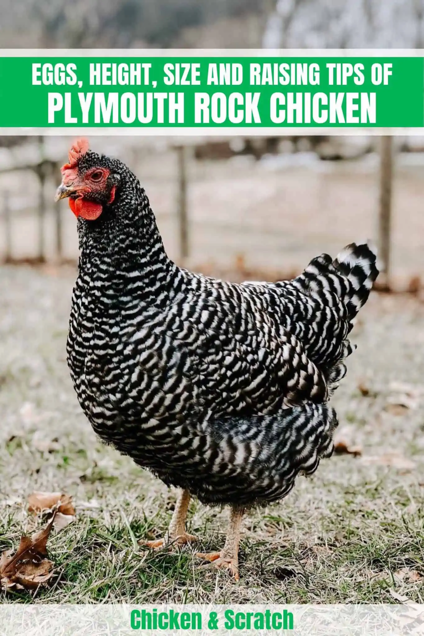 Galinha Plymouth Rock: Ovos, altura, tamanho e dicas de criação
