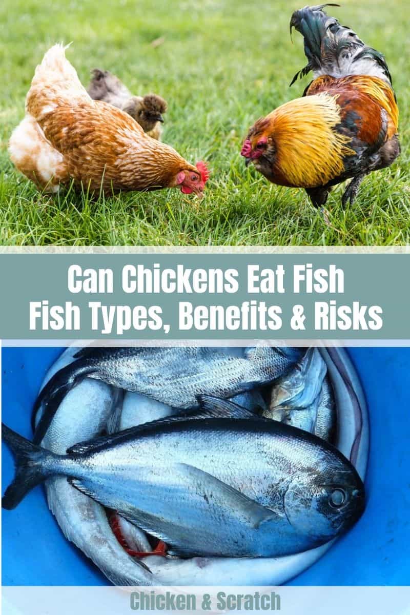 As galinhas podem comer peixe? (Tipos de peixe, benefícios e riscos)