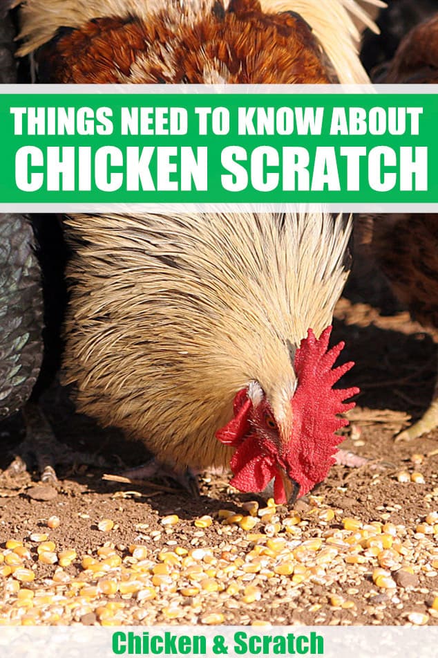 Raspadinha de galinha: O que precisa de saber antes de a alimentar