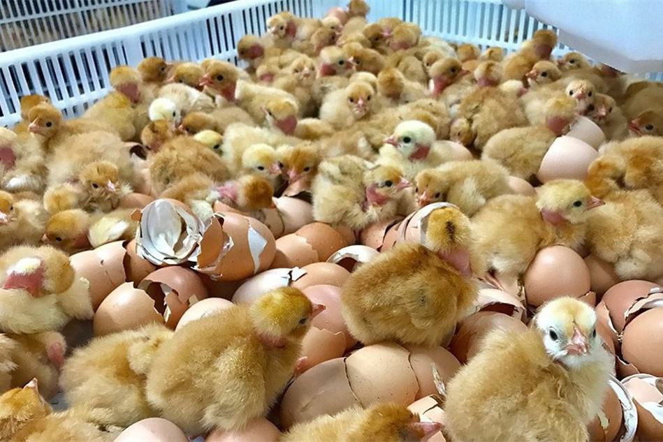 10 melhores incubadoras de frango em Nova York 2023 - Revisão e amp; Guias