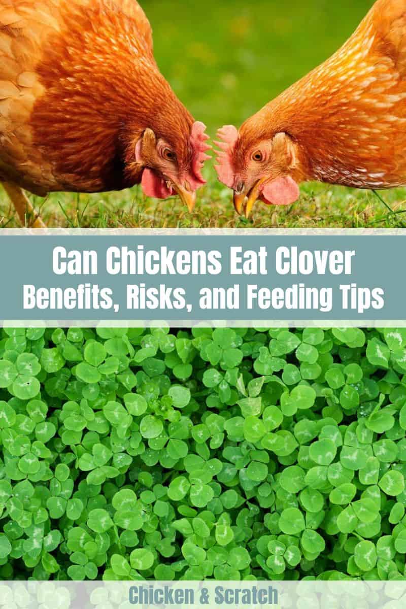 As galinhas podem comer trevo (benefícios, riscos e dicas de alimentação)