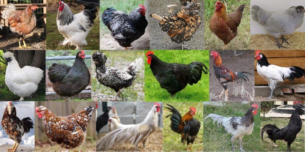 18 dicas para criar galinhas no quintal - Guia para principiantes