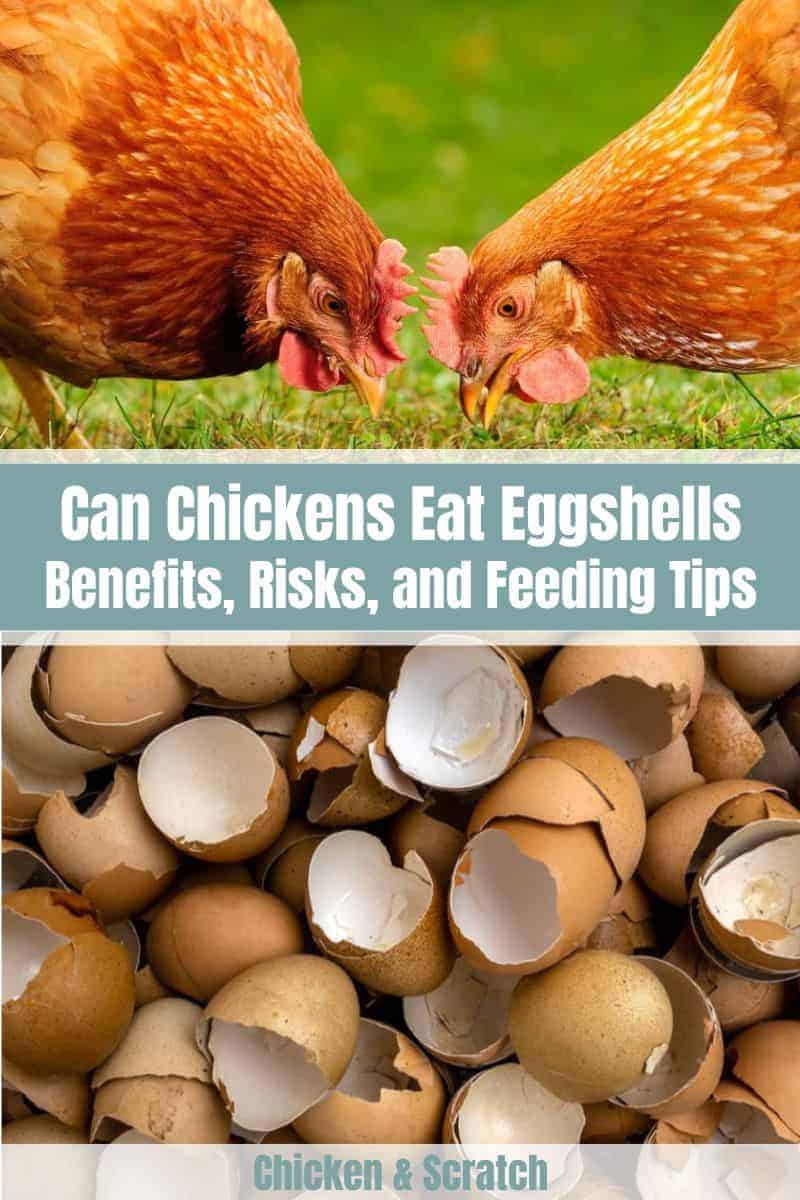 As galinhas podem comer cascas de ovo? (Benefícios, riscos e dicas de alimentação)