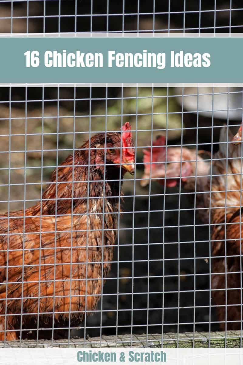 16 ideias de cercas para galinhas - Mantenha os predadores afastados