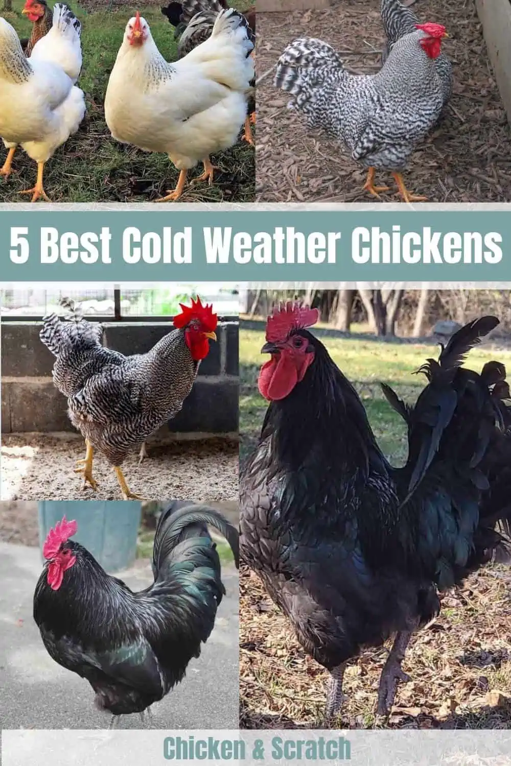 5 melhores galinhas para o tempo frio (com fotos)