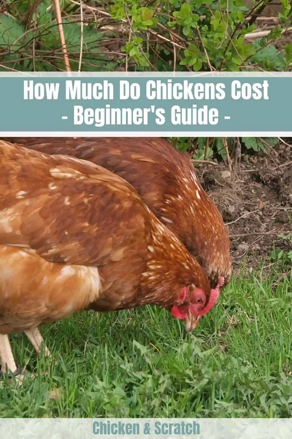 Quanto custam as galinhas - Guia para principiantes