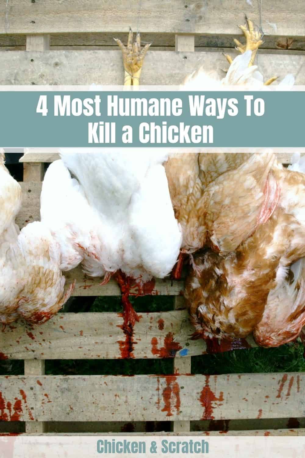 4 maneiras mais humanas de matar uma galinha (guia passo a passo)