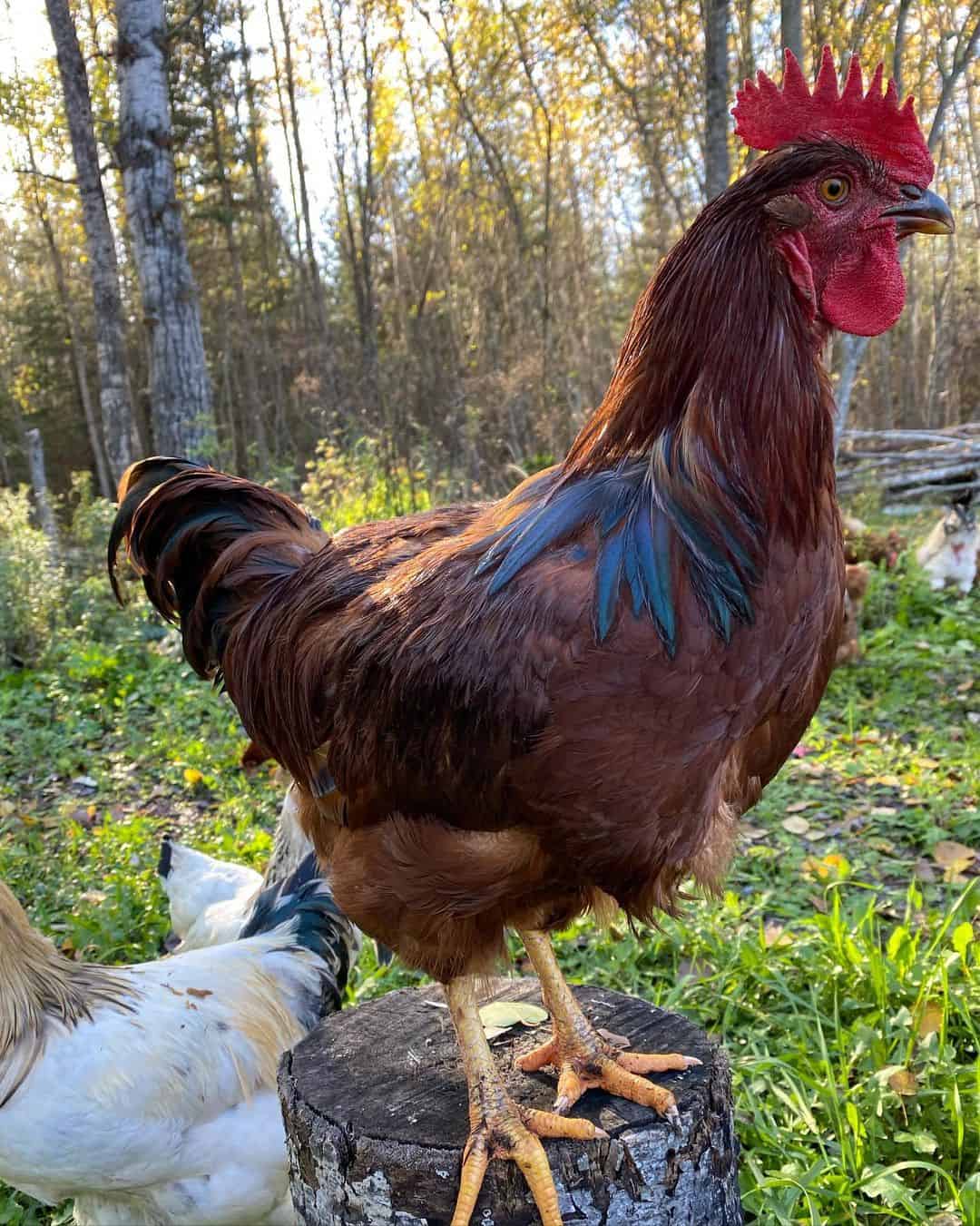 As 11 principais raças de galinhas vermelhas (com fotos)