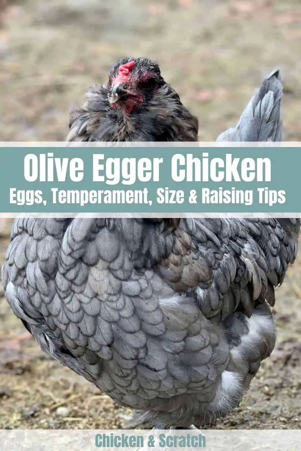 Olive Egger: Ovos, temperamento, tamanho e dicas de criação
