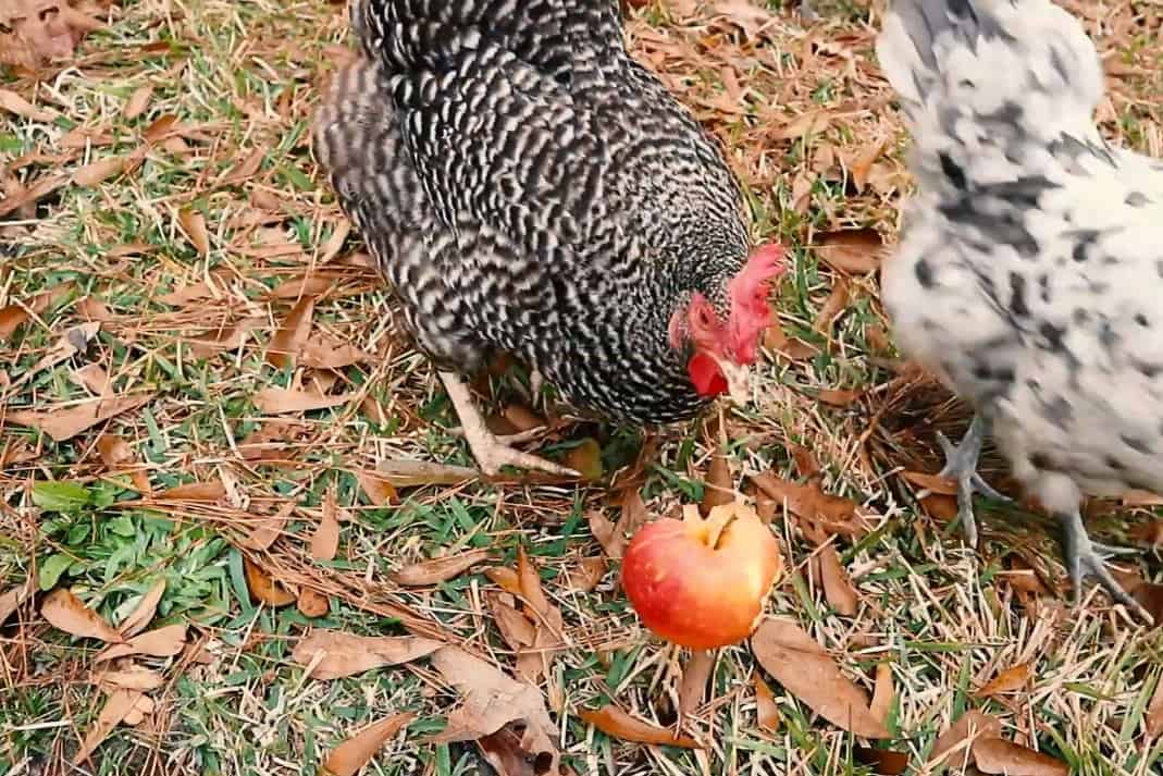 As galinhas podem comer maçãs (com casca, semente, caroço e polpa)?