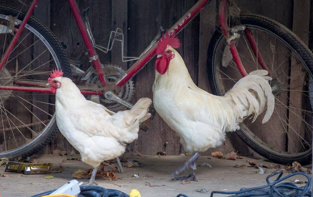 As 5 principais raças de galinhas francesas e dicas de criação (com fotos)